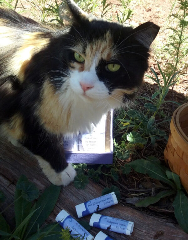 Sansan, a lovely longhaired calico cat, stands above four lip balm tubes. She looks perplexed.