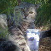 Major Tom, a big grey tabby, is lying on his side in the grass, a skeptical look on his face. Tucked between his forepaws is a clear plastic bag holding six tubes of lip balm.