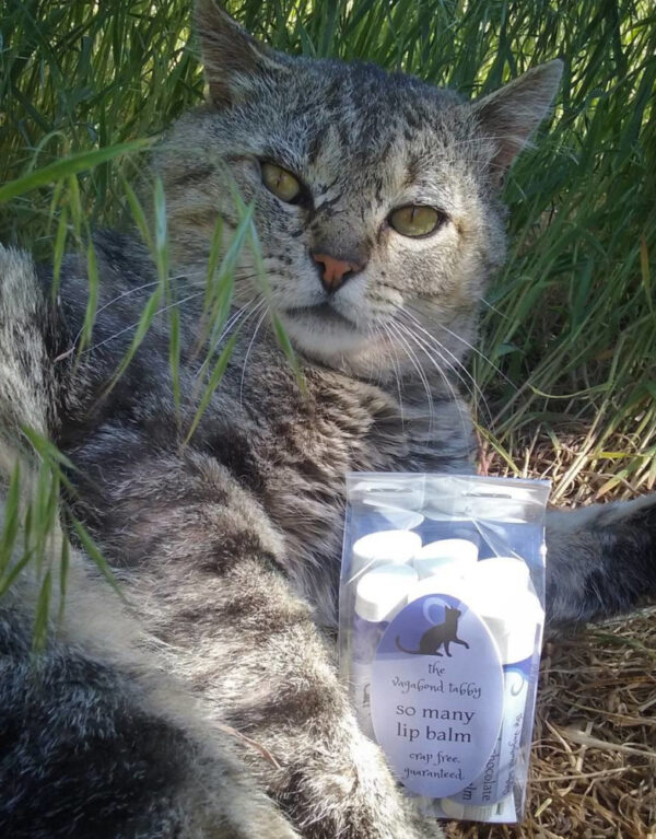 Major Tom, a big grey tabby, is lying on his side in the grass, a skeptical look on his face. Tucked between his forepaws is a clear plastic bag holding six tubes of lip balm.