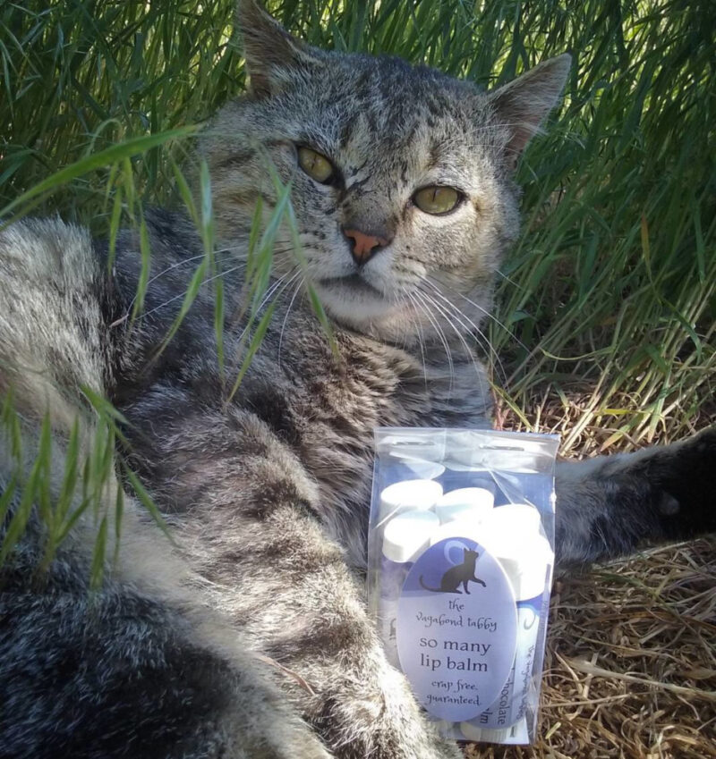 Major Tom, a big grey tabby, is lying on his side in the grass, a skeptical look on his face. Tucked between his forepaws is a clear plastic bag holding six tubes of lip balm.