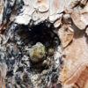 A single nugget of golden-brown ponderosa resin sits in a long-healed hole in the treetrunk.