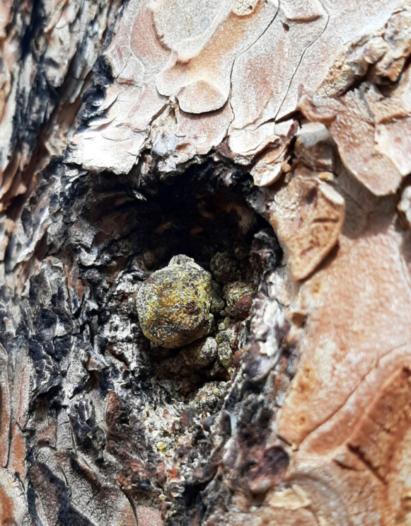 A single nugget of golden-brown ponderosa resin sits in a long-healed hole in the treetrunk.