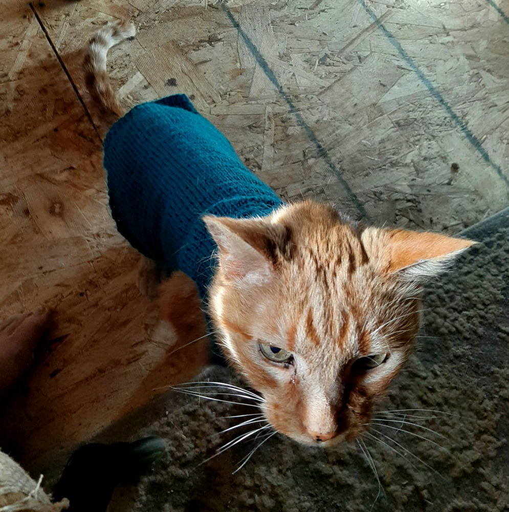 cats: I’m cold, put on a sweater