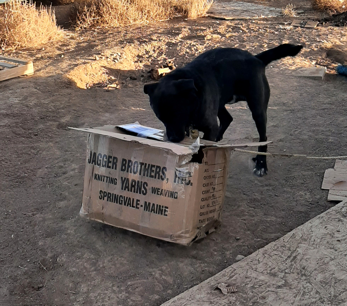 dogs: who doesn’t love a good box